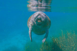 Underwater photo of baby manatee
