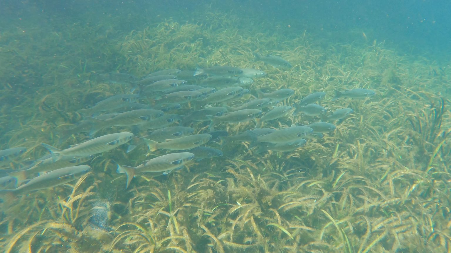 How To See the Florida Manatees at Silver Springs State Park